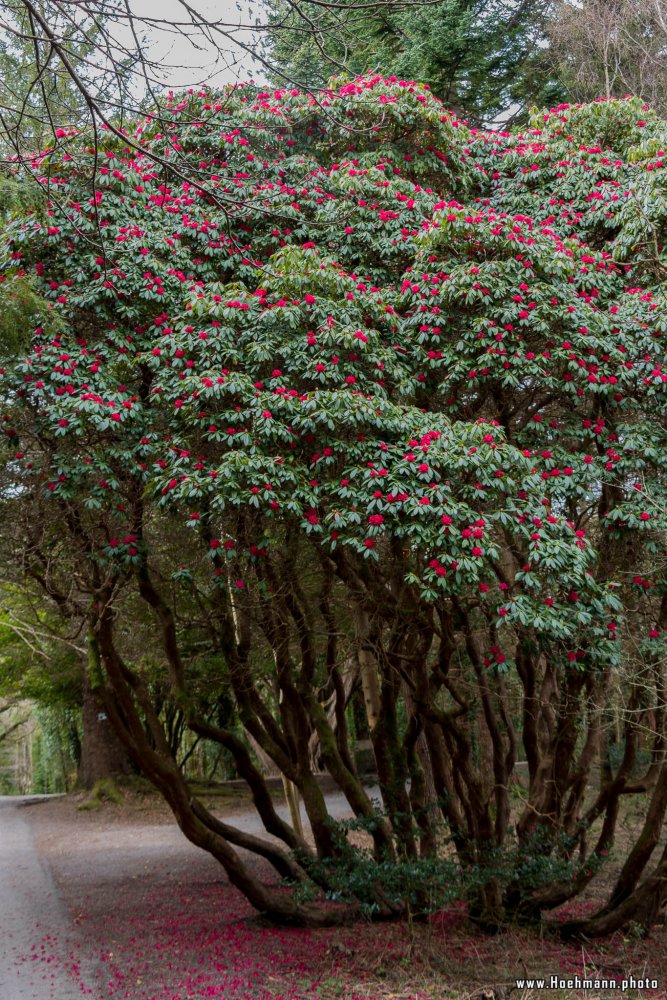 Irland_Killarney_Nationalpark_018