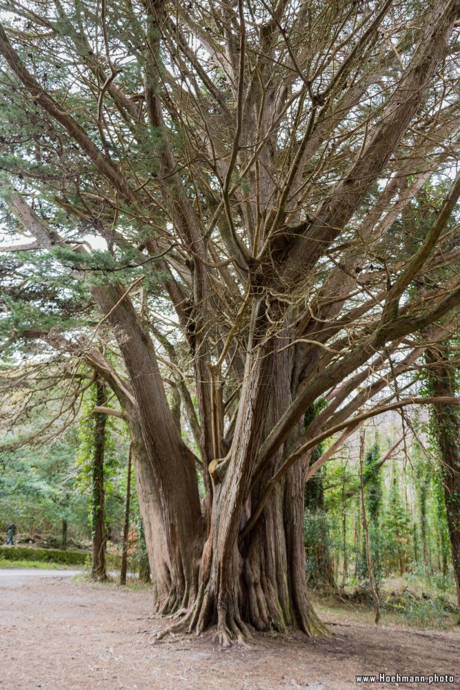 Irland_Killarney_Nationalpark_019