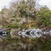 Irland_Killarney_Nationalpark_033