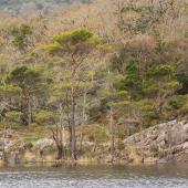 Irland_Killarney_Nationalpark_041