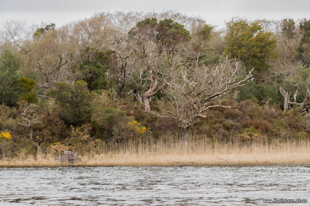 Irland_Killarney_Nationalpark_044