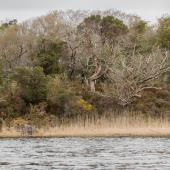 Irland_Killarney_Nationalpark_044