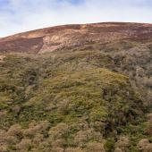 Irland_Killarney_Nationalpark_048