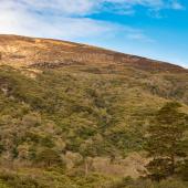 Irland_Killarney_Nationalpark_049