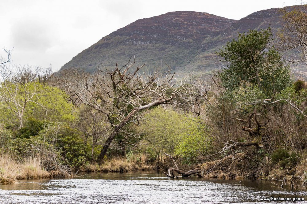 Irland_Killarney_Nationalpark_052