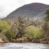 Irland_Killarney_Nationalpark_052