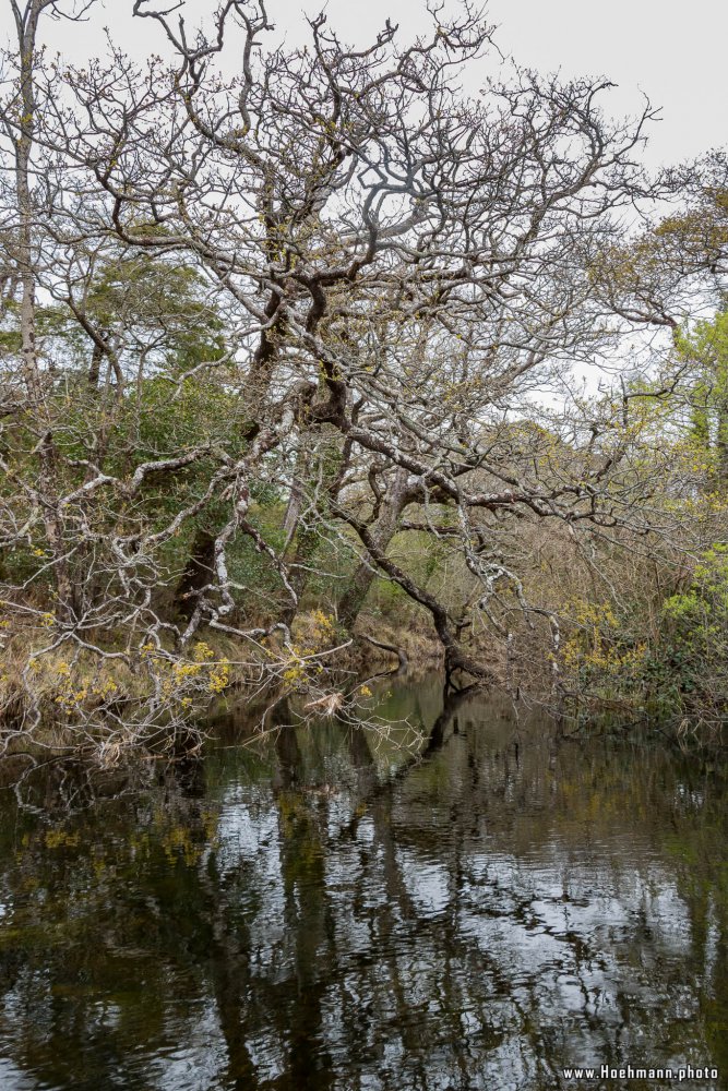 Irland_Killarney_Nationalpark_054