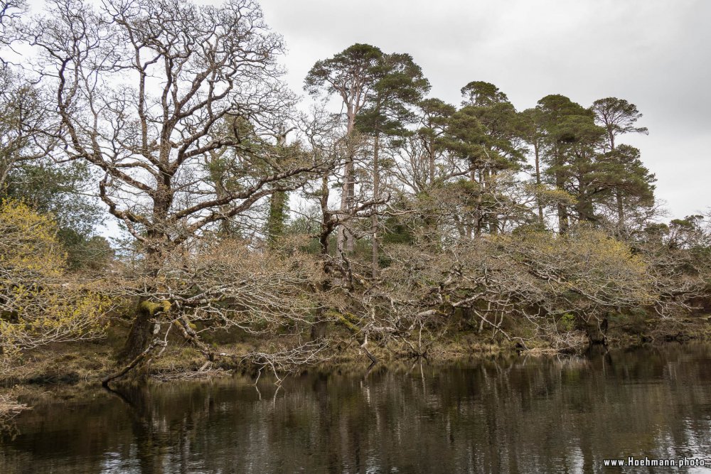 Irland_Killarney_Nationalpark_055