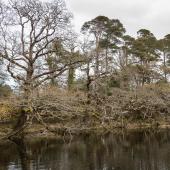 Irland_Killarney_Nationalpark_055