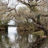 Irland_Killarney_Nationalpark_057