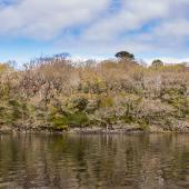 Irland_Killarney_Nationalpark_068