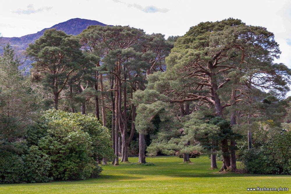 Irland_Killarney_Nationalpark_084