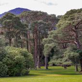 Irland_Killarney_Nationalpark_084