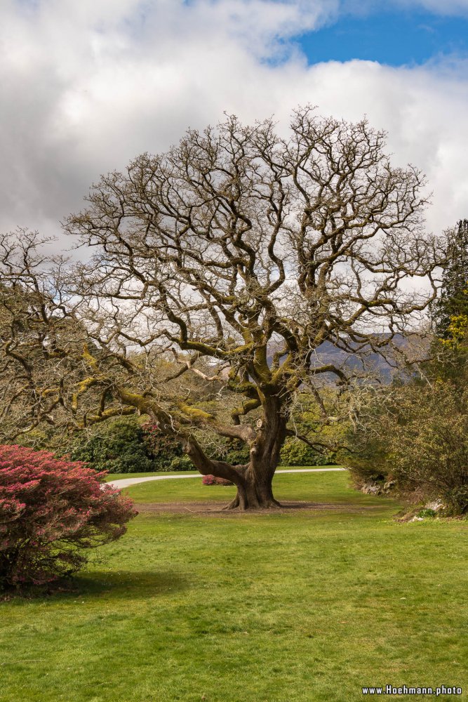 Irland_Killarney_Nationalpark_086