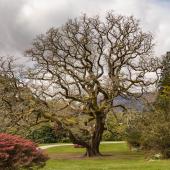 Irland_Killarney_Nationalpark_086