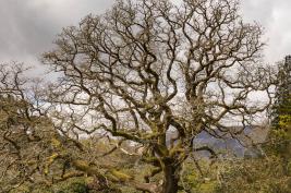 Killarney-Nationalpark