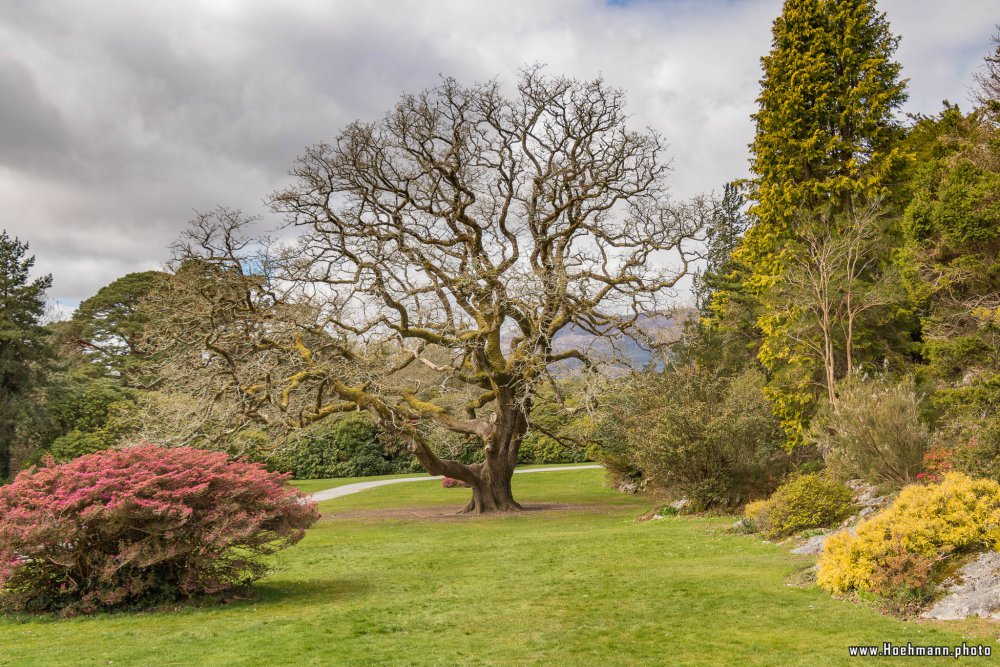 Irland_Killarney_Nationalpark_088