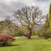 Irland_Killarney_Nationalpark_088