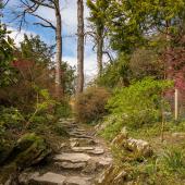 Irland_Killarney_Nationalpark_089