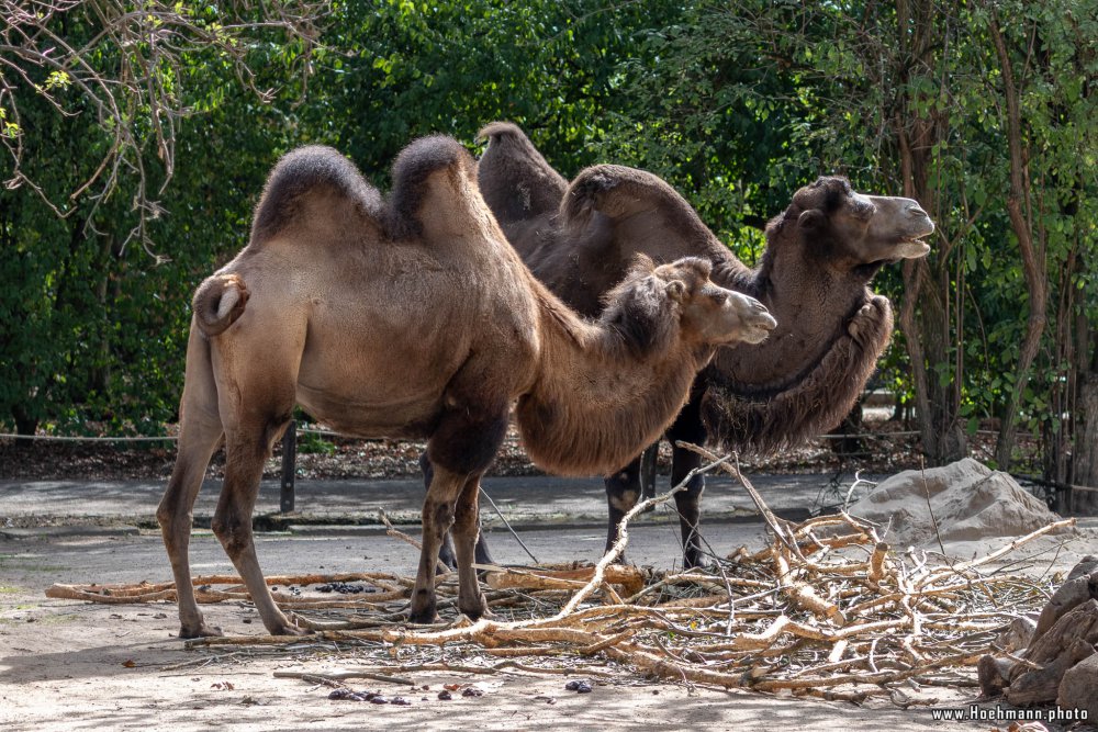 KrefelderZoo2018_001