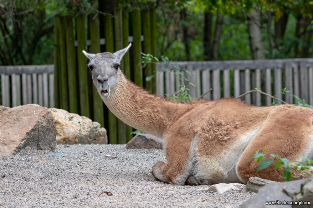 KrefelderZoo2018_004