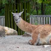 KrefelderZoo2018_004