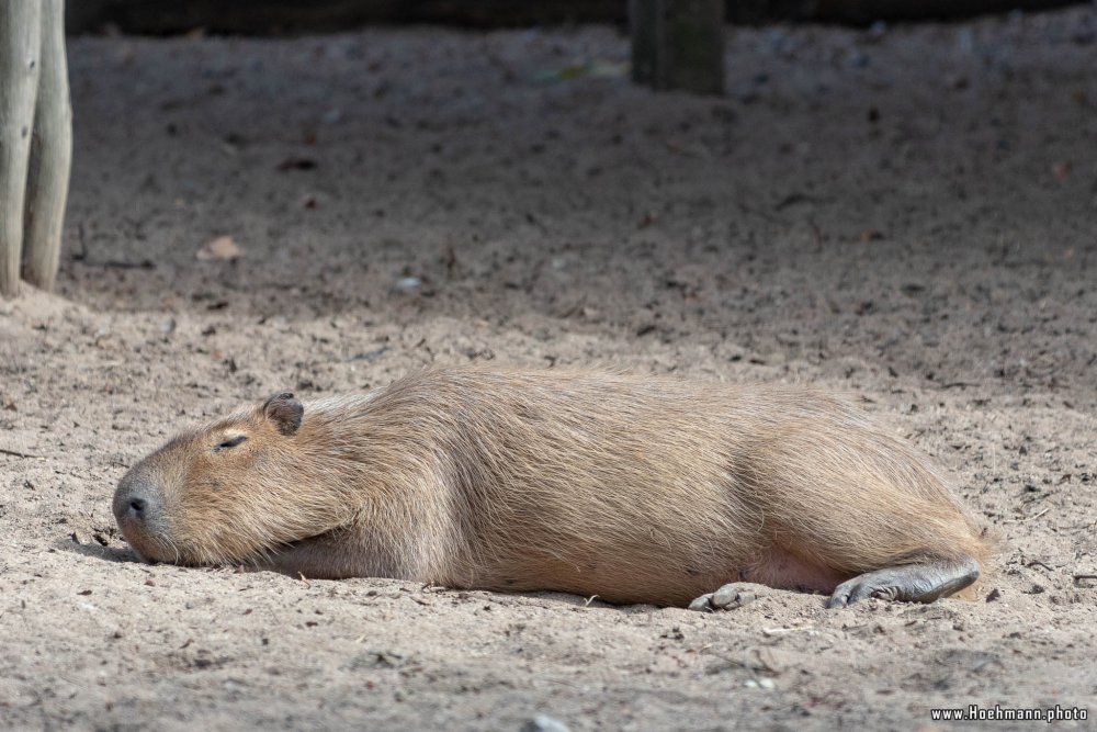 KrefelderZoo2018_005