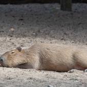 KrefelderZoo2018_005