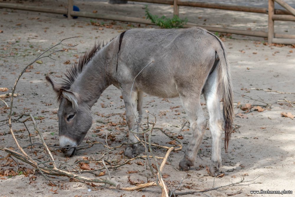 KrefelderZoo2018_007