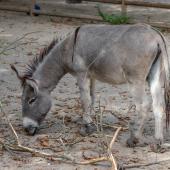 KrefelderZoo2018_007