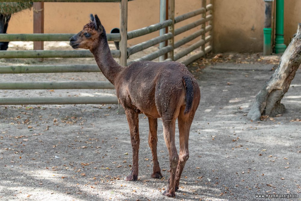 KrefelderZoo2018_008