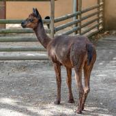 KrefelderZoo2018_008