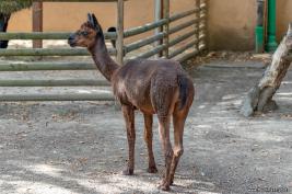 Krefelder Zoo 09.09.2018