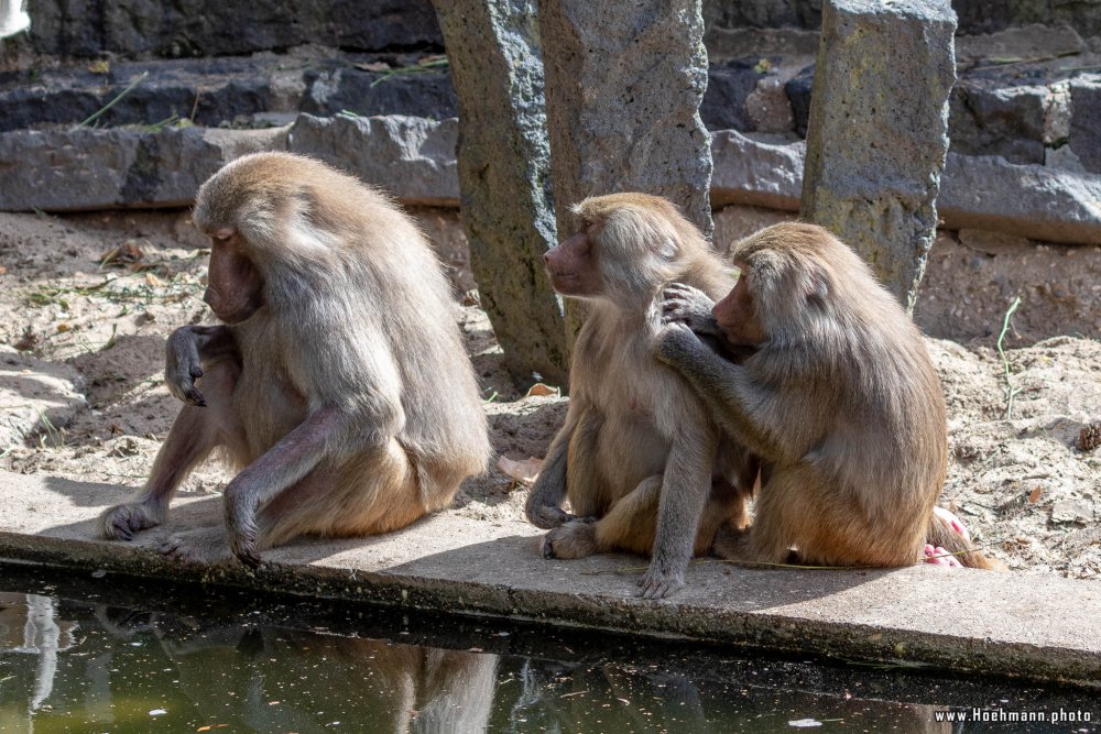 KrefelderZoo2018_009