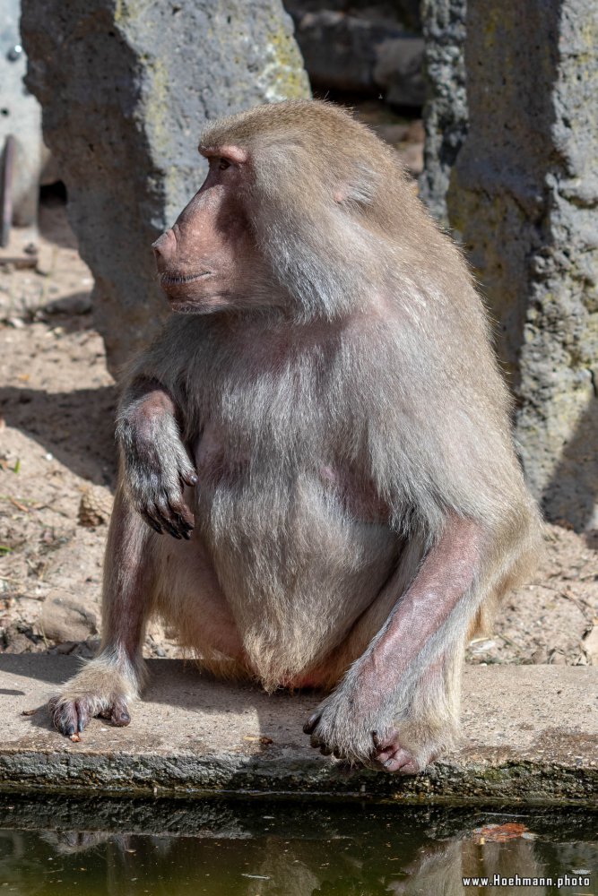 KrefelderZoo2018_011