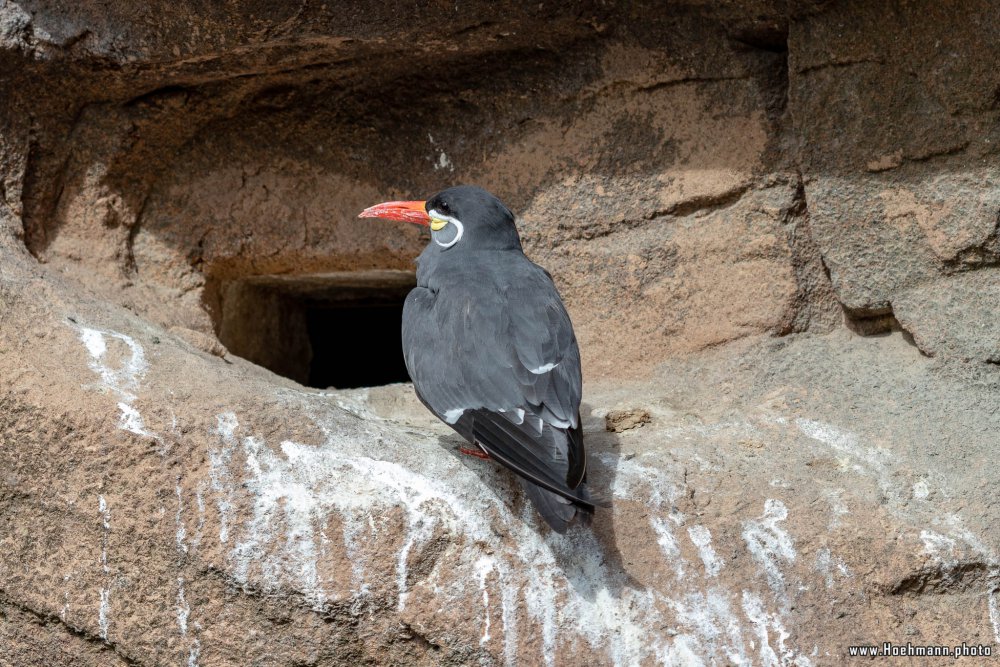 KrefelderZoo2018_013