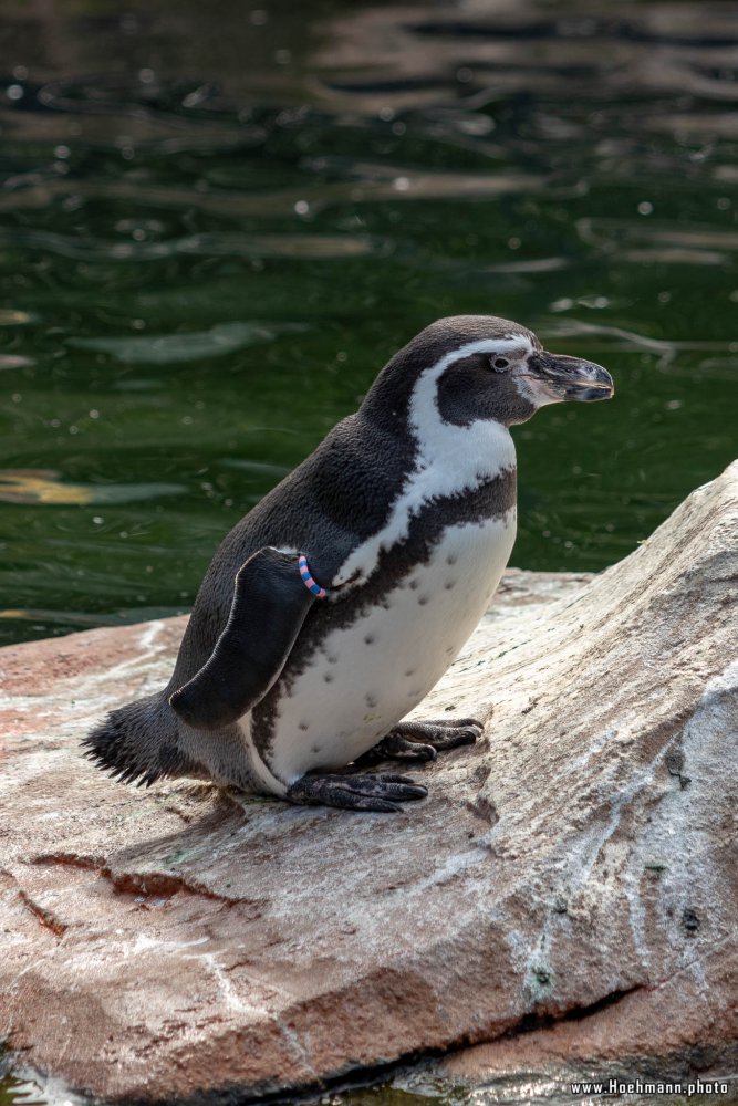 KrefelderZoo2018_014