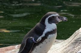 Krefelder Zoo 09.09.2018