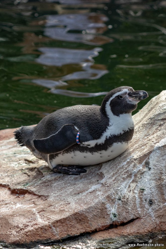 KrefelderZoo2018_015