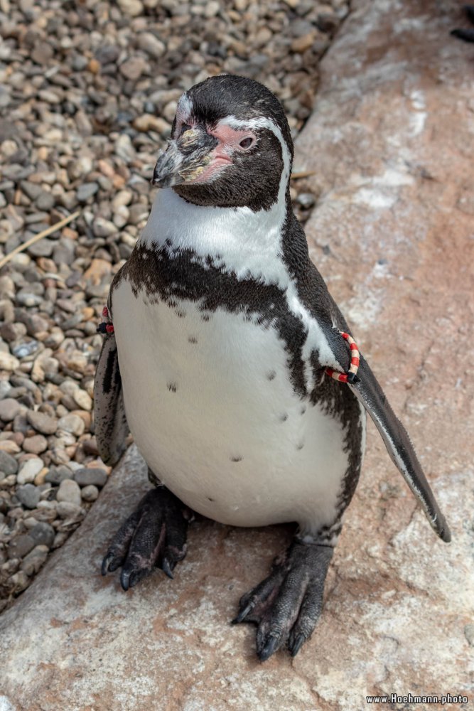 KrefelderZoo2018_016