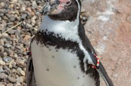 Krefelder Zoo 09.09.2018