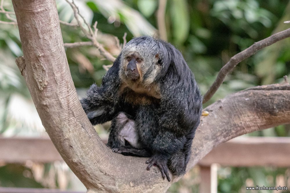 KrefelderZoo2018_020