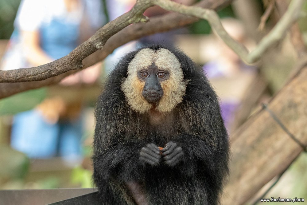 KrefelderZoo2018_025