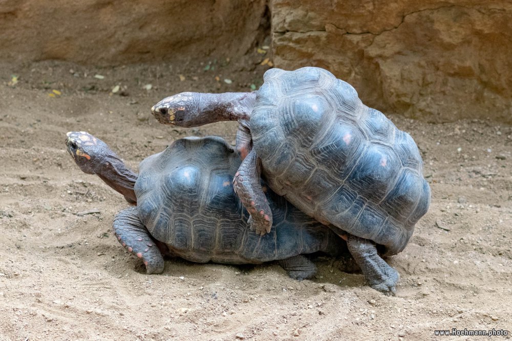 KrefelderZoo2018_026