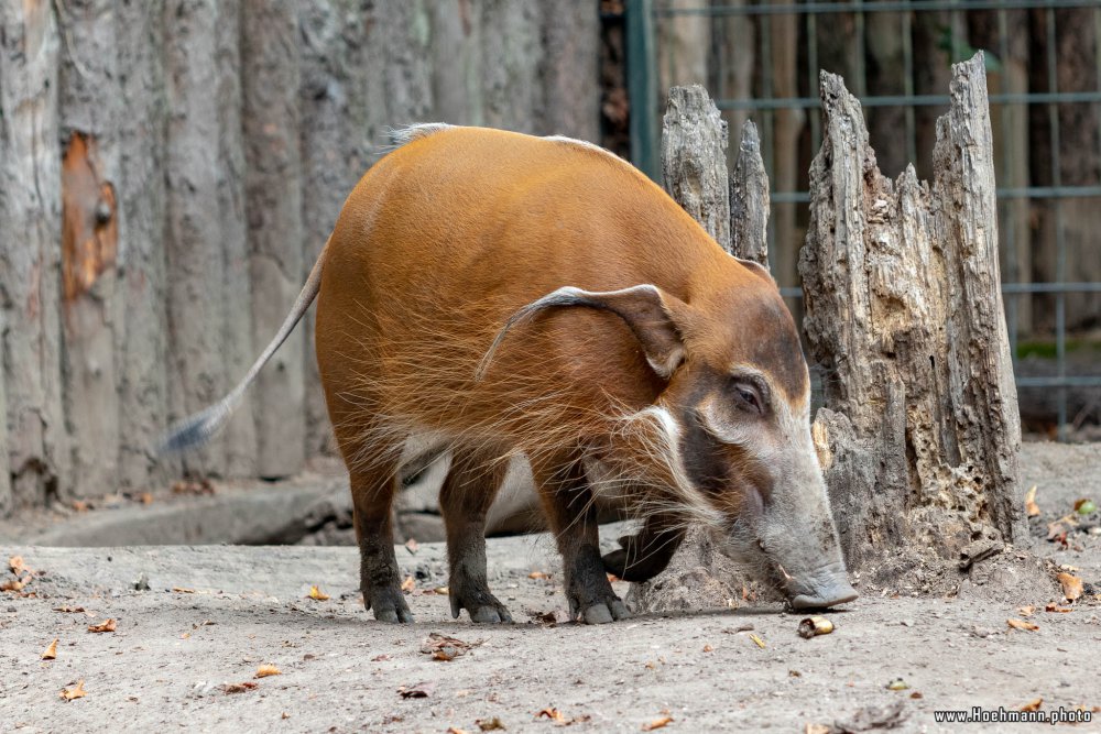 KrefelderZoo2018_032