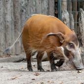 KrefelderZoo2018_032