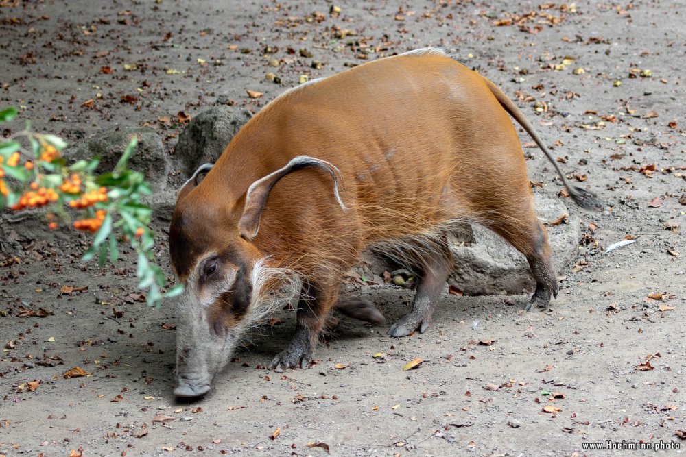 KrefelderZoo2018_033