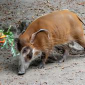 KrefelderZoo2018_033