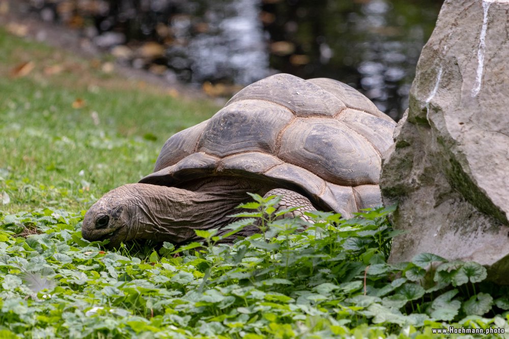 KrefelderZoo2018_034