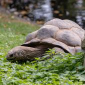 KrefelderZoo2018_034